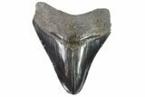 Serrated, Fossil Megalodon Tooth - Georgia #88663-1